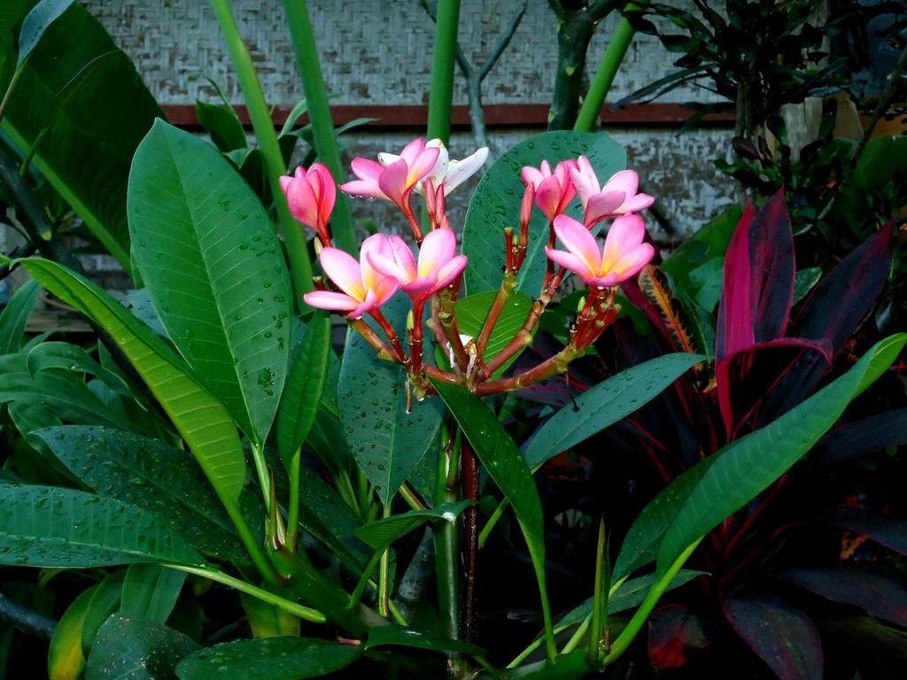 Dewa Put Guest House Ubud  Exterior photo